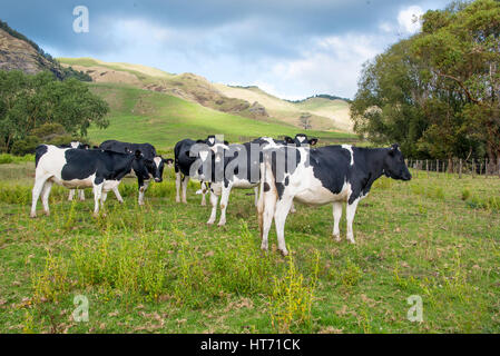 Angus gekreuzt bull Stockfoto