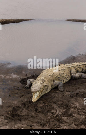 Amerikanisches Krokodil Crocodylus Acutus, ist vom südlichen Florida, durch die Karibik und Mittelamerika nach Norden und Nordwesten Südamerikas gefunden. Stockfoto