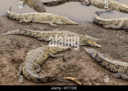 Amerikanisches Krokodil Crocodylus Acutus, ist vom südlichen Florida, durch die Karibik und Mittelamerika nach Norden und Nordwesten Südamerikas gefunden. Stockfoto