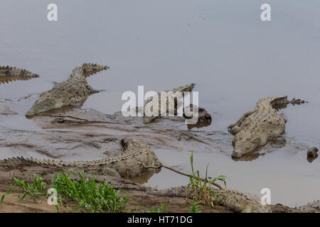 Amerikanisches Krokodil Crocodylus Acutus, ist vom südlichen Florida, durch die Karibik und Mittelamerika nach Norden und Nordwesten Südamerikas gefunden. Stockfoto