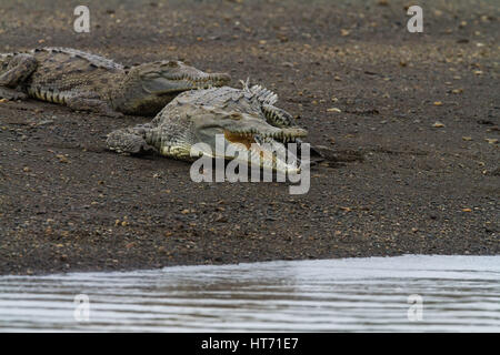 Amerikanisches Krokodil Crocodylus Acutus, ist vom südlichen Florida, durch die Karibik und Mittelamerika nach Norden und Nordwesten Südamerikas gefunden. Stockfoto