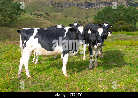 Angus gekreuzt Vieh auf der Weide. Stockfoto