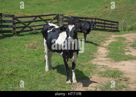 Angus gekreuzt bull Stockfoto