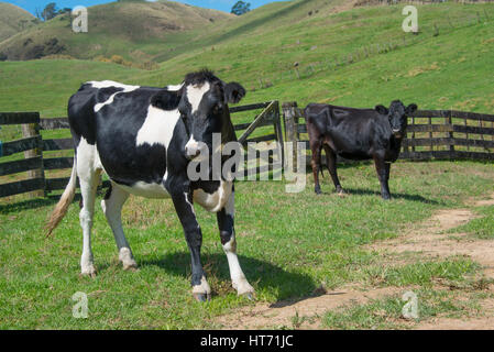Angus gekreuzt bull Stockfoto