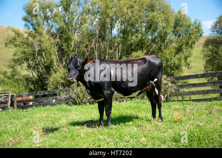 Angus gekreuzt bull Stockfoto