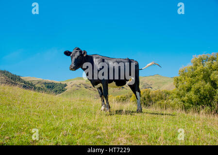 Angus gekreuzt bull Stockfoto
