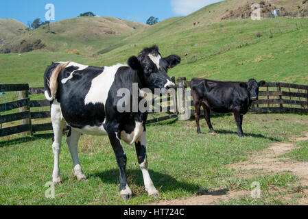 Angus gekreuzt bull Stockfoto