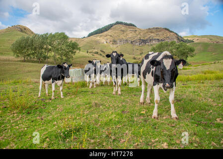 Der Herde Vieh auf der Weide. Angus gekreuzt Vieh. Stockfoto