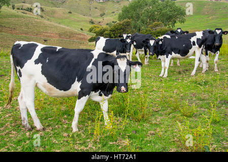 Der Herde Vieh auf der Weide. Angus gekreuzt Vieh. Stockfoto