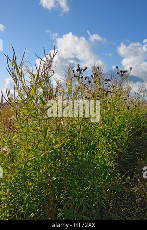 Bush Straßenrand Distel vertikal Closeup in den Strahlen der Sonne gegen das Blau des Himmels im Dorf Vyritsa Sommertag. Stockfoto