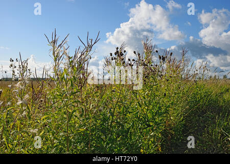 Bush Straßenrand Distel horizontal Closeup in den Strahlen der Sonne gegen das Blau des Himmels im Dorf Vyritsa Sommertag. Stockfoto