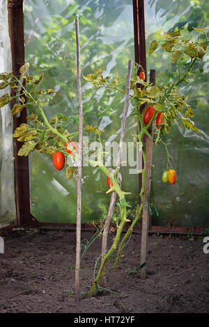 Busch rote, Reife Pflaume Tomaten im Gewächshaus in dem Dorf von Vyritsa sonnigen Sommertag. Stockfoto