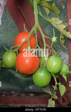 Branch of ripe red and green ripening round tomatoes on the Bush closeup in the greenhouse in the village of Vyritsa Sunny summer day. Stockfoto