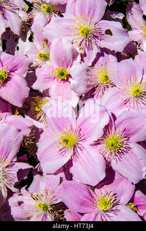 Nahaufnahme von rosa Clematis Blumen Stockfoto