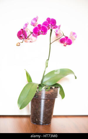 Orchidee Blume blühte nur Stockfoto