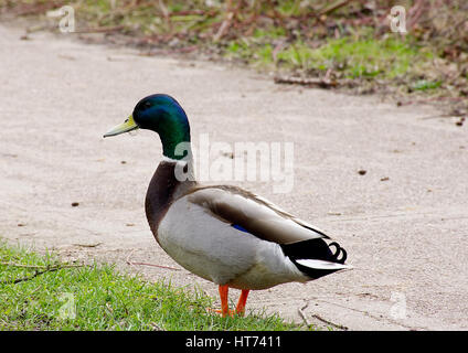 Stockente laufen auf Gras in der Nähe von Westport See, Stoke-on-Trent, Staffordshire, Vereinigtes Königreich. Stockfoto