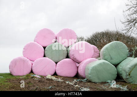 Rosa und grün Kunststoff Silageballen in der Form einer Blume in einem Feld im Frühjahr, Carmarthenshire, Wales UK KATHY DEWITT Stockfoto