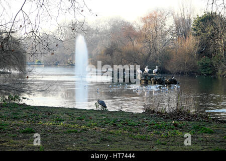 Große weiße Pelikane Pelecanus onocrotalus im Winter am St. James's Park Lake, Horse Guards Road, London SW1A UK KATHY DEWITT Stockfoto