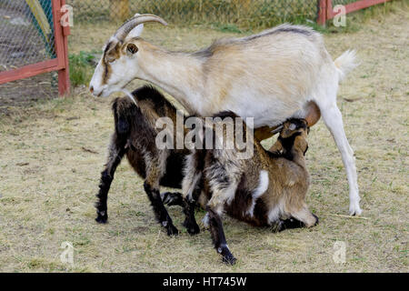 Ziegen füttern ihre Kinder auf dem Bauernhof Stockfoto