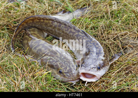 Zwei frisch gefangen in der Fluss-Quappe Stockfoto