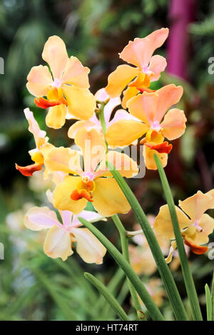 Schöne gelbe Orchidee im Garten zugemacht Stockfoto