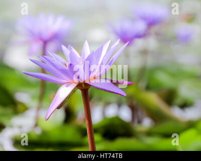 Sanft zu konzentrieren, lila Lotusblume oder Blüte der Seerose im Teich Stockfoto