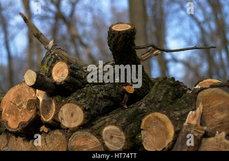Rundholz-Holz gespeichert in die Wälder, blauer Himmel, Frühjahr, Tschernigow, Ukraine Stockfoto