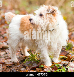 Alfie, einen 8 Jahre alten Jack Russell Terrier Stockfoto