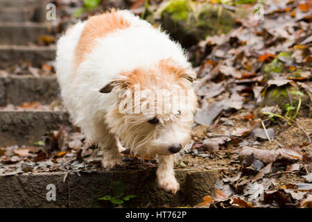 Alfie, einen 8 Jahre alten Jack Russell Terrier Stockfoto