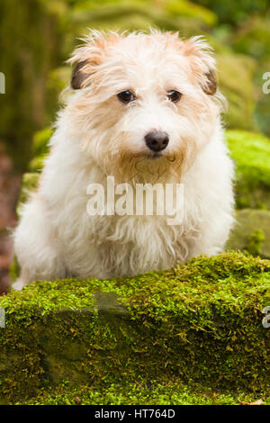 Alfie, einen 8 Jahre alten Jack Russell Terrier Stockfoto