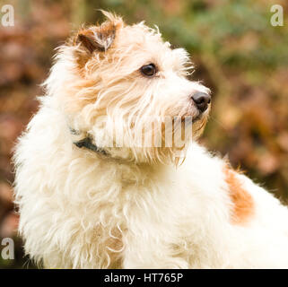 Alfie, einen 8 Jahre alten Jack Russell Terrier Stockfoto