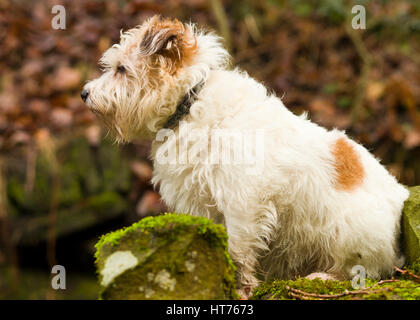 Alfie, einen 8 Jahre alten Jack Russell Terrier Stockfoto