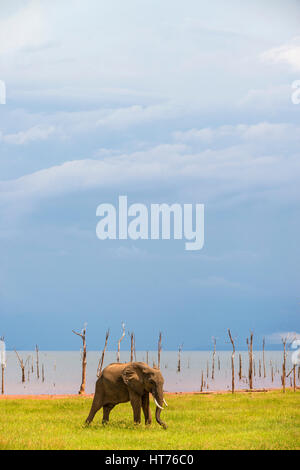 Ein Stier afrikanischer Elefant Loxodonta Africana gesehen auf den Floddplain von Simbabwes Lake Kariba. Stockfoto