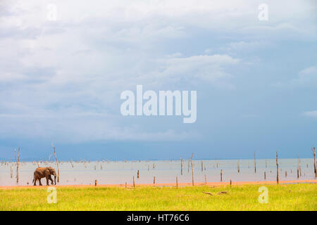 Ein Stier afrikanischer Elefant Loxodonta Africana gesehen auf den Floddplain von Simbabwes Lake Kariba. Stockfoto