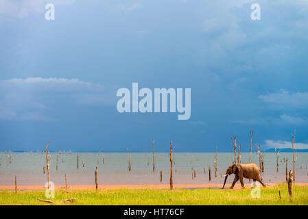 Ein Stier afrikanischer Elefant Loxodonta Africana gesehen auf den Floddplain von Simbabwes Lake Kariba. Stockfoto