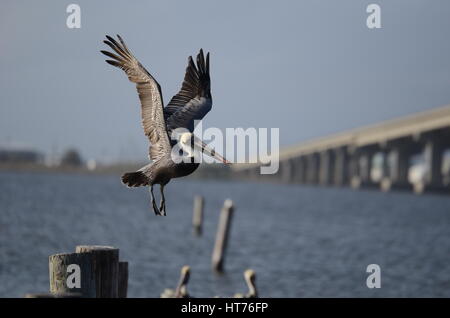 Pelikan im Flug Stockfoto