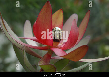 Leucadendron 'Safari Sunset' Stockfoto