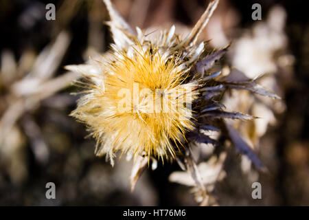 Distel - distel Stockfoto