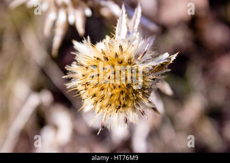 Distel - distel Stockfoto