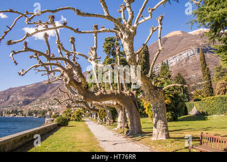 Gärten am Comer See, Lombardei, Italien (zwischen Menaggio & Lenno auf der Westseite des Sees) Stockfoto