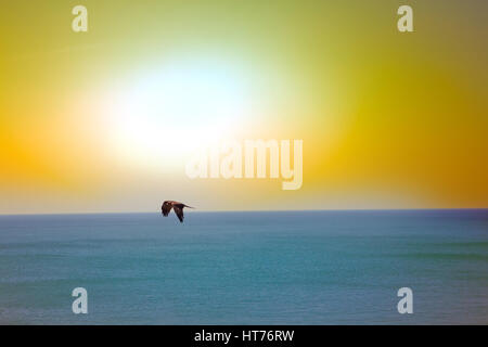 Die Seeadler. Drachen über den Indischen Ozean. Tropischen Sonnenuntergang und ruhigen Oberfläche des Meeres Stockfoto