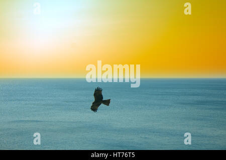 Die Seeadler. Drachen über den Indischen Ozean. Tropischen Sonnenuntergang und ruhigen Oberfläche des Meeres Stockfoto