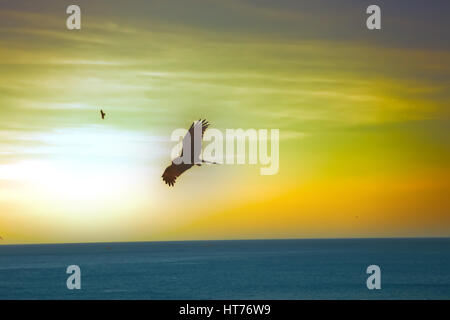 Die Seeadler. Drachen über den Indischen Ozean. Tropischen Sonnenuntergang und ruhigen Oberfläche des Meeres Stockfoto