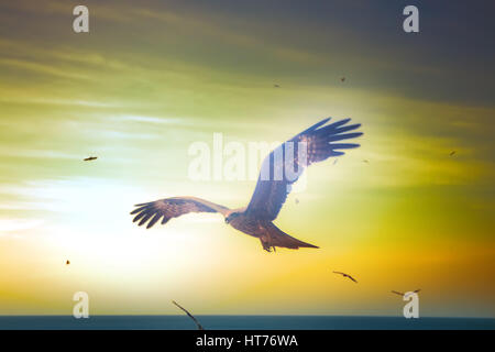 Die Seeadler. Drachen über den Indischen Ozean. Tropischen Sonnenuntergang und ruhigen Oberfläche des Meeres Stockfoto