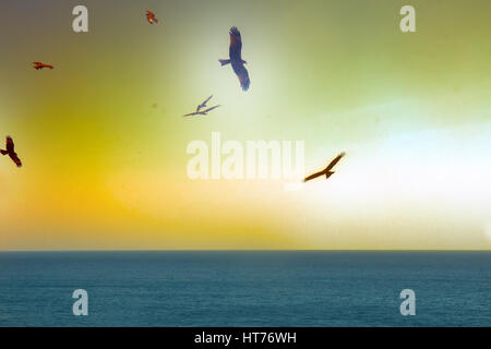 Die Seeadler. Drachen über den Indischen Ozean. Tropischen Sonnenuntergang und ruhigen Oberfläche des Meeres Stockfoto