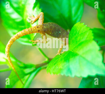 Tropischen Haus Gecko auf grünes Blatt. Kerala Stockfoto