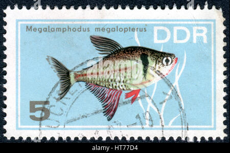 Deutschland - ca. 1966: Eine Briefmarke gedruckt in Deutschland (DDR), zeigt tropische Fische Black Phantom Tetra (Megalomphodus Megalopterus), ca. 1966 Stockfoto