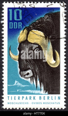 Deutschland - ca. 1970: Eine Briefmarke gedruckt in Deutschland (DDR), zeigt das die Tiere im Berliner Zoo - Moschusochsen (Ovibos Moschatus), ca. 1970 Stockfoto
