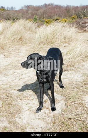 Deutsche Zeiger x Flat coat Retriever enrage Hund, Studland Bay Nature Reserve Stockfoto