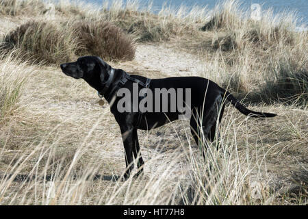 Studland Bay Nature Reserve Stockfoto